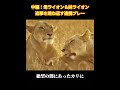 中編：母ライオン＆妹ライオン追撃を跳ね返す連携プレー#犬 #動物世界 #動物 #面白い #funny