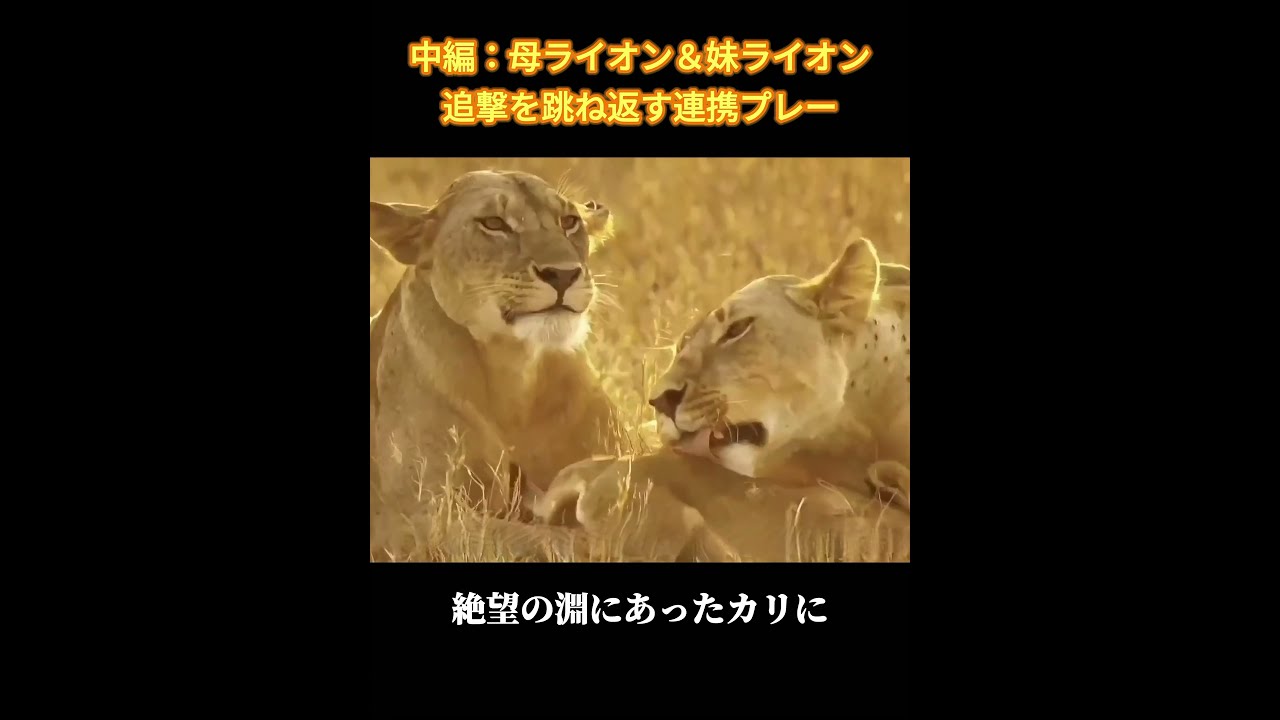 中編：母ライオン＆妹ライオン追撃を跳ね返す連携プレー#犬 #動物世界 #動物 #面白い #funny