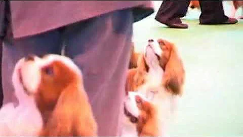 DFS Crufts 2010 Best of Breed Cavalier King Charles Spaniel
