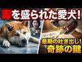 「秋田犬の食費がもったいない」と毒を盛った冷酷な後妻。苦しむ犬が最期に吐き出したのは、亡き前妻が命懸けで隠した銀行口座の鍵だった。