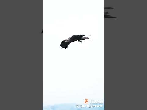 الله يادنيا الندم فارس أمين Fares Amen