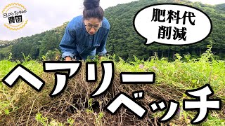 【ヘアリーベッチ】緑肥で土づくりしながら雑草抑制！　根粒菌・菌根菌の働きで肥料削減！