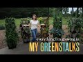 What can you grow in a greenstalk take a peek at my spring  summer vegetables herbs and fruit