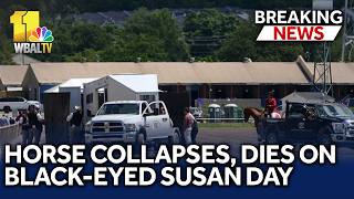 Chief veterinarian speaks on horse's death at Laurel Park
