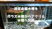 3日でphが下がる 原因究明と濾材変更 過背金龍 10水槽 アロワナ飼育 Arowana Youtube