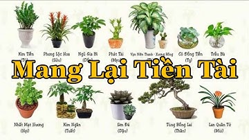 9 Loại Cây Trồng Trong Nhà Mang Lại Tài Lộc Và Sức Khỏe #MêLanGarden