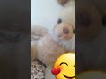 شو كيوت شو كيوت