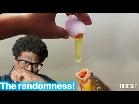 @UnusualVideos unusual meme compilation v340/&341 TNTL