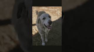 Download Lagu Our farm dogs are the best dogs! ❤️ #louisiana #doglife #homestead #delaterrefarm #farmlife MP3