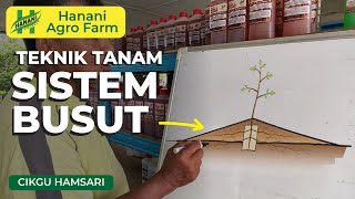 Teknik tanaman busut | Hanani Agro Farm
