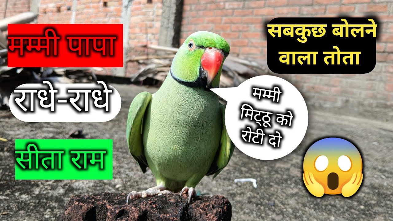 Parrot talking mummy papa | parrot talking radhe radhe | राधे राधे बोलने वाला तोता | sita ram |🥰🦜😱