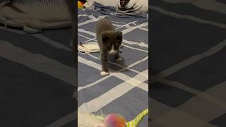 6.28.22 123.3-扑来扑去逗猫棒 6.28.22 123.3-扑来扑去逗猫棒