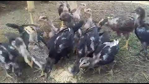 Me nyuam qaib ib hli ntau cov poj