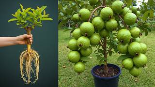 🔴LIVE 🌱Exceptional Way to Propagate Guava and Other Trees FAST Without Fail | How to grow