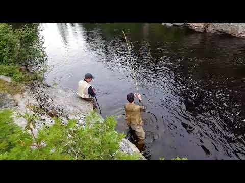 Atlantic salmon on fly. Mirimachi drainage. Crown reserve.