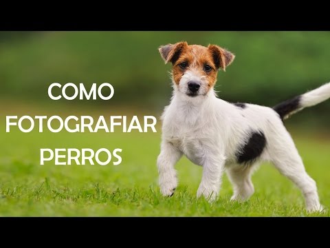 Video: Cómo Fotografiar A Un Perro