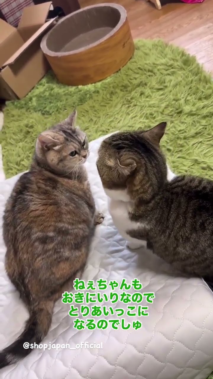トゥルースリーパーペットベッド】ペットの眠りを追求して開発した
