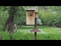 Wood duck west nest - May 21, 2018