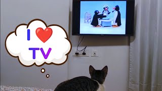 Kitten loves ❤️ watching TV | Coffee Toffee cat videos by Coffee & Toffee Cats 295 views 3 weeks ago 1 minute, 8 seconds