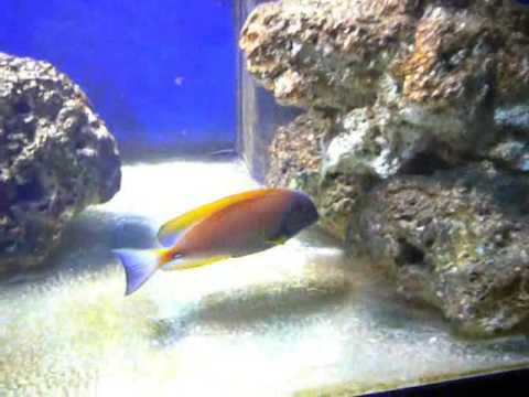 Goldflake and Emperor angelfish, Dussumieri and ac...
