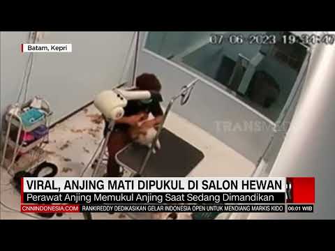 Video: Trah anjing apa yang dimakan orang Korea