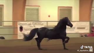 Чёрная красивая лошадь  песня