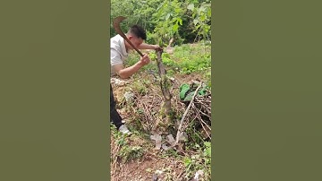 The process of splitting stumps = good tools can improve the efficiency of doing things
