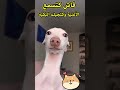 فاش كتسمع هذه الأغنية وكتولي حنين غناء قطط كلاب مضحكة 
