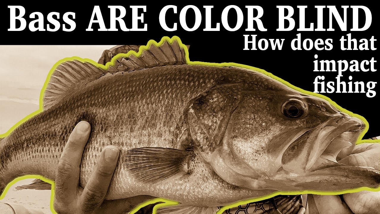Does Lure Color Matter? What colors of baits can bass actually see? Science  has the answers. 