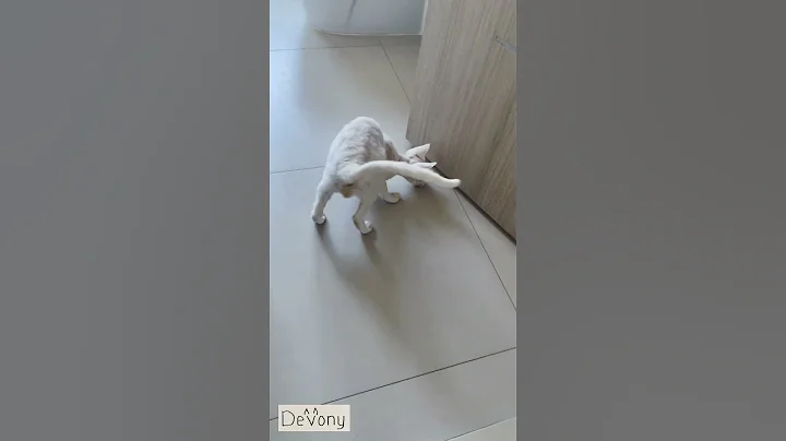 Watch the video about Devon Rex and pencil #DevonRex #Cat #FunnyCats #Playwithcat #Unusualcats #Social #Shorts