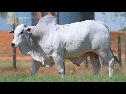 LOTE 139 - B 217