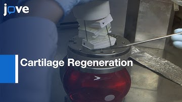 3D Magnetic Stem Cell Aggregation & Bioreactor Maturation-Cartilage Regeneration l Protocol Preview