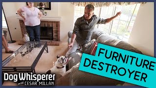 How To Stop Dog Destroying The Furniture | Dog Whisperer With Cesar Millan