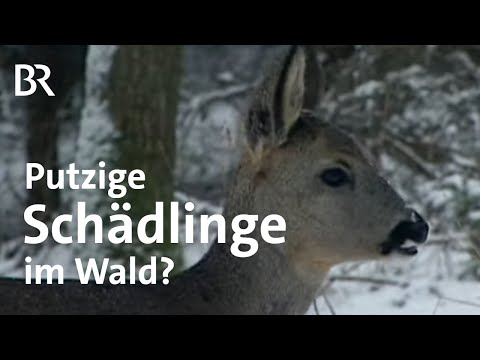 Video: Kommen Rehe heraus, wenn es schneit?