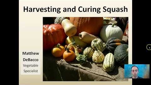 Harvesting and Curing Squash