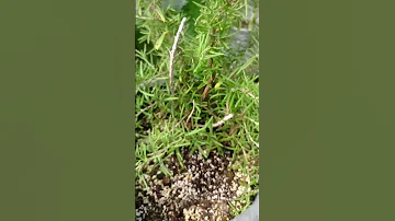 اكليل الجبل روز ماري نبات طبي عشبي رائع 