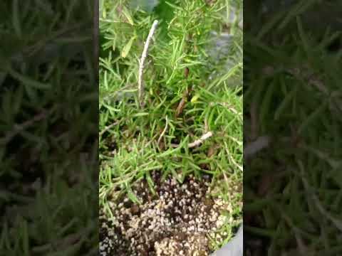 اكليل الجبل روز ماري نبات طبي عشبي رائع