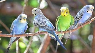 Nature Birds Ringtone | Ringtones for Android | Animal Ringtones