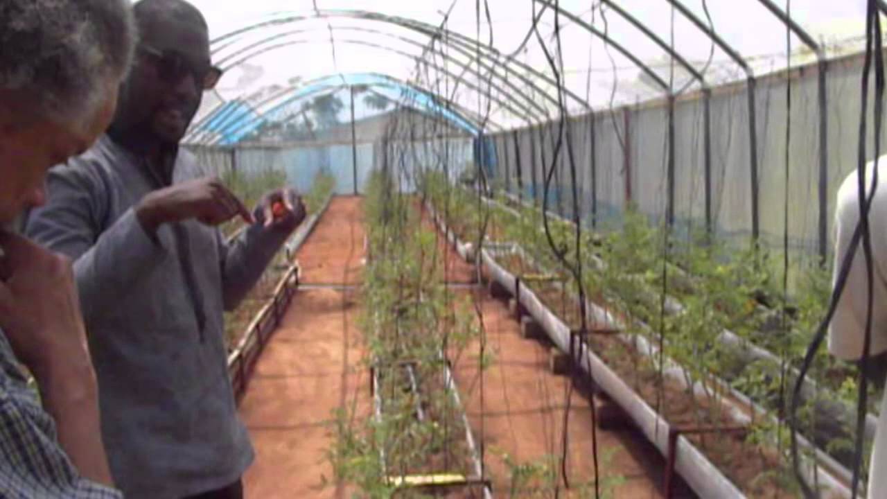 Ghana Aquaponics With S O L V E Youtube