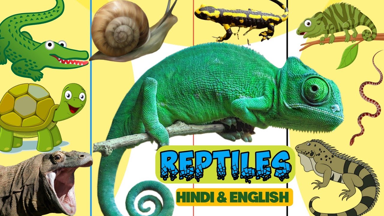 reptiles ! reptiles name in hindi and english ! reptile ! educational