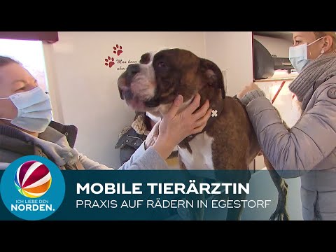 Video: Mobile Tierkliniken: Was Sind Sie?