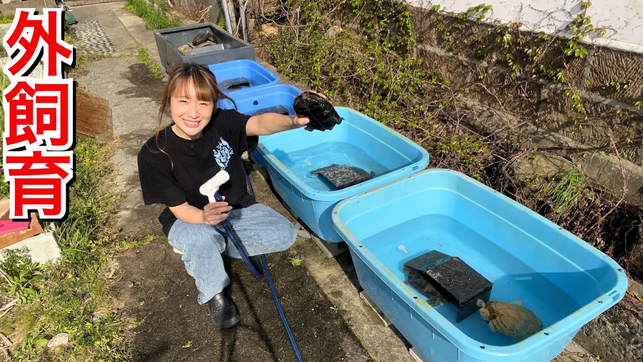 家の庭に約20匹のミズガメ達の飼育環境を大型セッティング