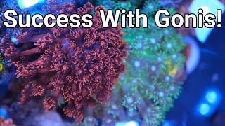 Waterbox LPS Tank Update: How I Keep Gonis, Kalkwasser Update & More! by Reef Dork 11,778 views 7 months ago 12 minutes, 7 seconds