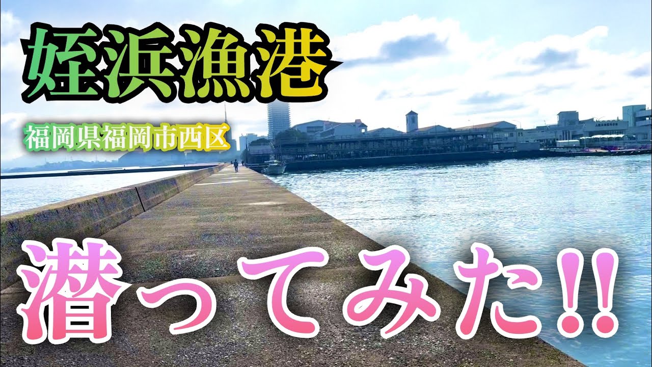 【博多湾のエース？姪浜漁港・福岡県福岡市・海中映像】サゴシ祭りの時には賑わう漁港だが果たして？ #267 福岡釣部 in 福岡・糸島・北九州・長崎・平戸・佐賀・唐津・呼子・生月島・鷹島・広島・岡山