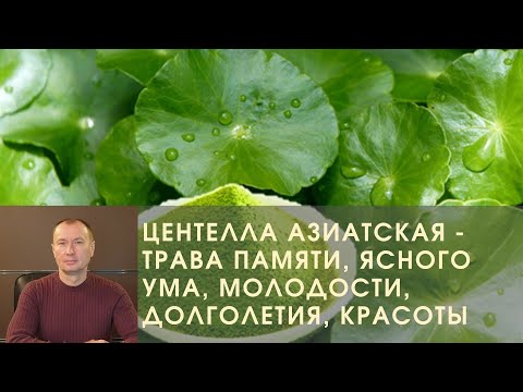 ЦЕНТЕЛЛА АЗИАТСКАЯ - ТРАВА ПАМЯТИ, ЯСНОГО УМА, МОЛОДОСТИ, ДОЛГОЛЕТИЯ, КРАСОТЫ