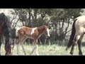 Wild Horse Stallion Protects Mares and Foal