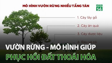 Vườn rừng – Mô hình giúp phục hồi đất thoái hóa | VTC14