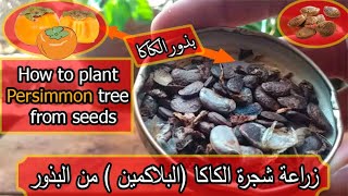 كيف تزرع شجرة الكاكي من البذور planting persimmon tree from seeds