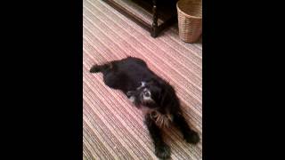 Dog Crawling Along Floor ...Funny