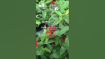 ماتيسر من سورة آل عمران بصوت الشيخ ماهر المعيقلي  #قران